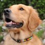 dognocharm dognocharm
