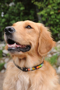 dognocharm